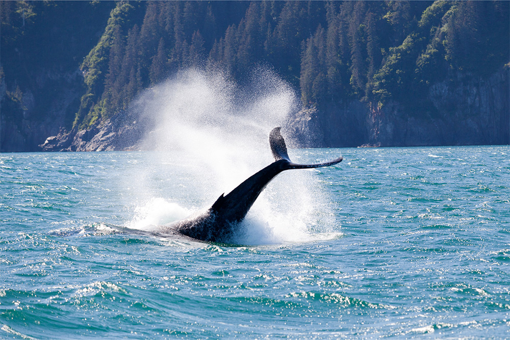Whale in Alaska